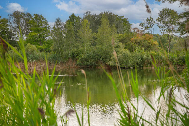 Vue rapprochée sur l'étang